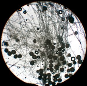 霉菌病害你做好防護了嗎？