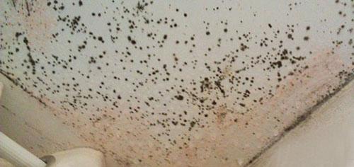 墻面除霉劑|木材除霉劑